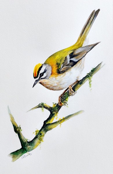 The Firecrest